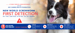 New World Screwworm: What Dog Owners Need to Know