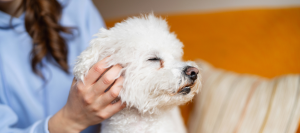 Can a Diluted Bleach Bath Help Dogs with Skin Allergies?