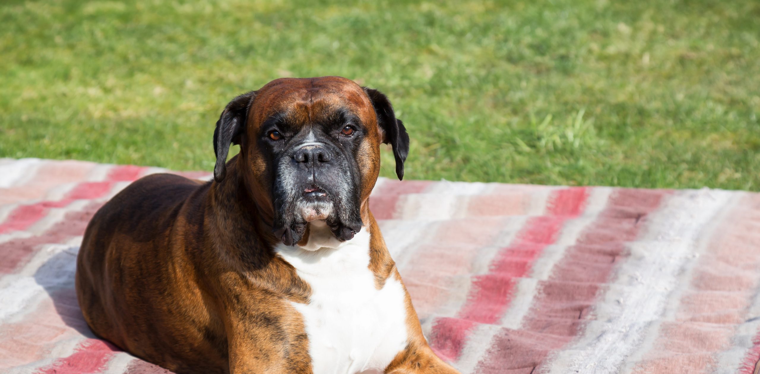 bpc-157 dogs study AKC Canine Health Foundation skincare peptides Type:Pen bpc 157 multiple sclerosis