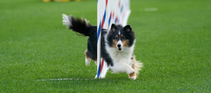 Building the Specialists Dogs Need to Keep Moving