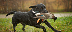 Fit Dogs Need Heat-Smart Care
