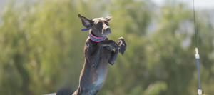 How Exercise Can Change a Dog’s Core Strength and Fitness