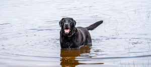 When Freshwater Fun Carries a Hidden Risk