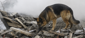 25 Years Later: The Inspiring Legacy of the Dogs Who Answered the Call on 9/11