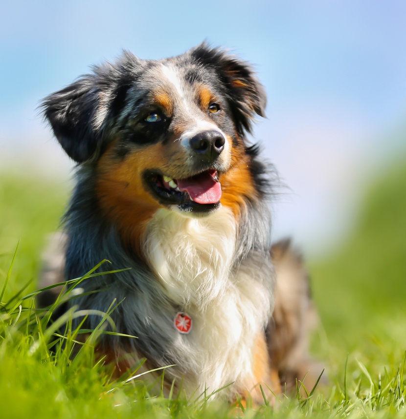 Australian Shepherd Health and Genetics Institute, Inc., Retriever News/Entry Express