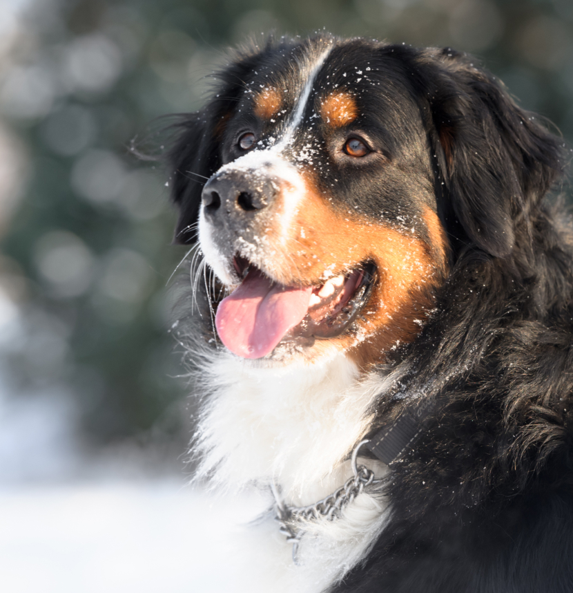 Bernese Mountain Dog Club of America, Berner Lovers, American Bullmastiff Association
