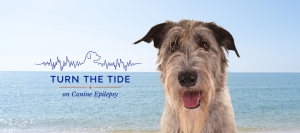 Revisiting Epilepsy in Irish Wolfhounds to Understand What Has Changed