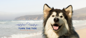 Can Dietary Medium Chain Triglycerides Help Dogs with Epilepsy?