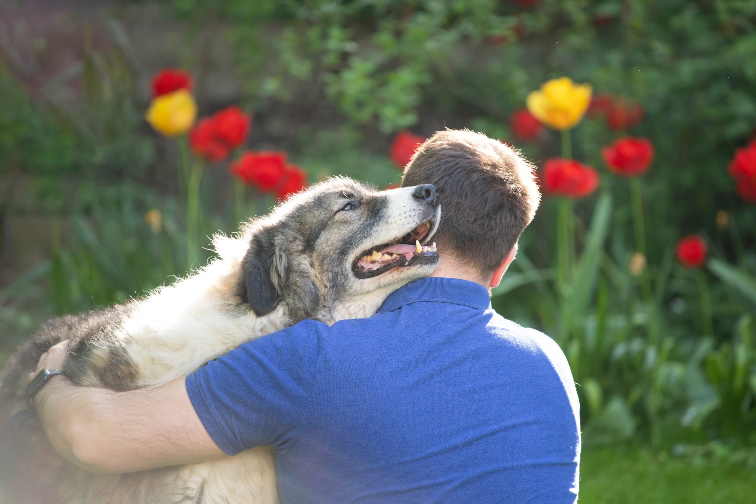Handsome man plays with his happy dog in the spring garden