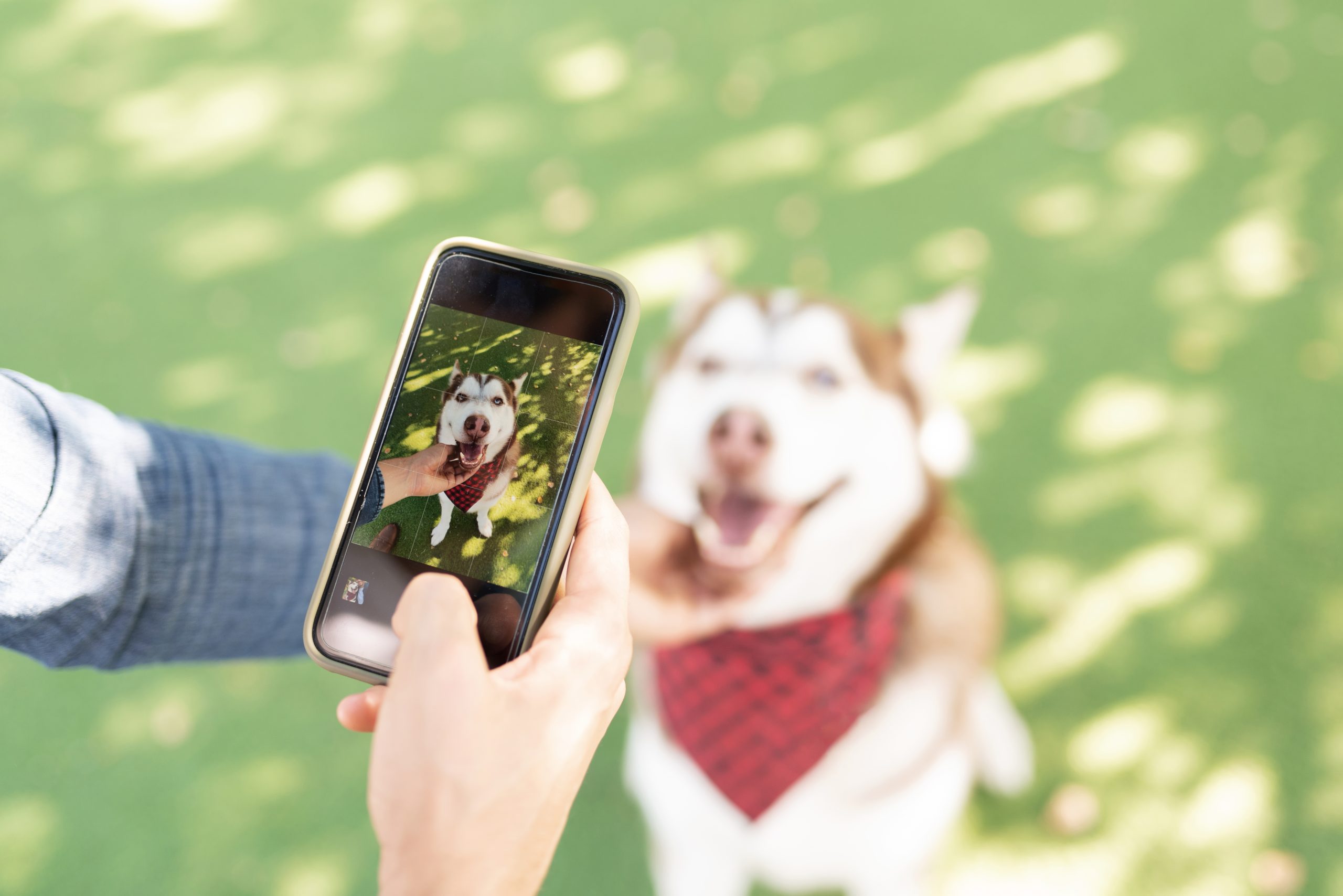 Focus on foreground of a photo taken by a male dog owner of a beautiful pet wearing a bandana sitting in the green grass
