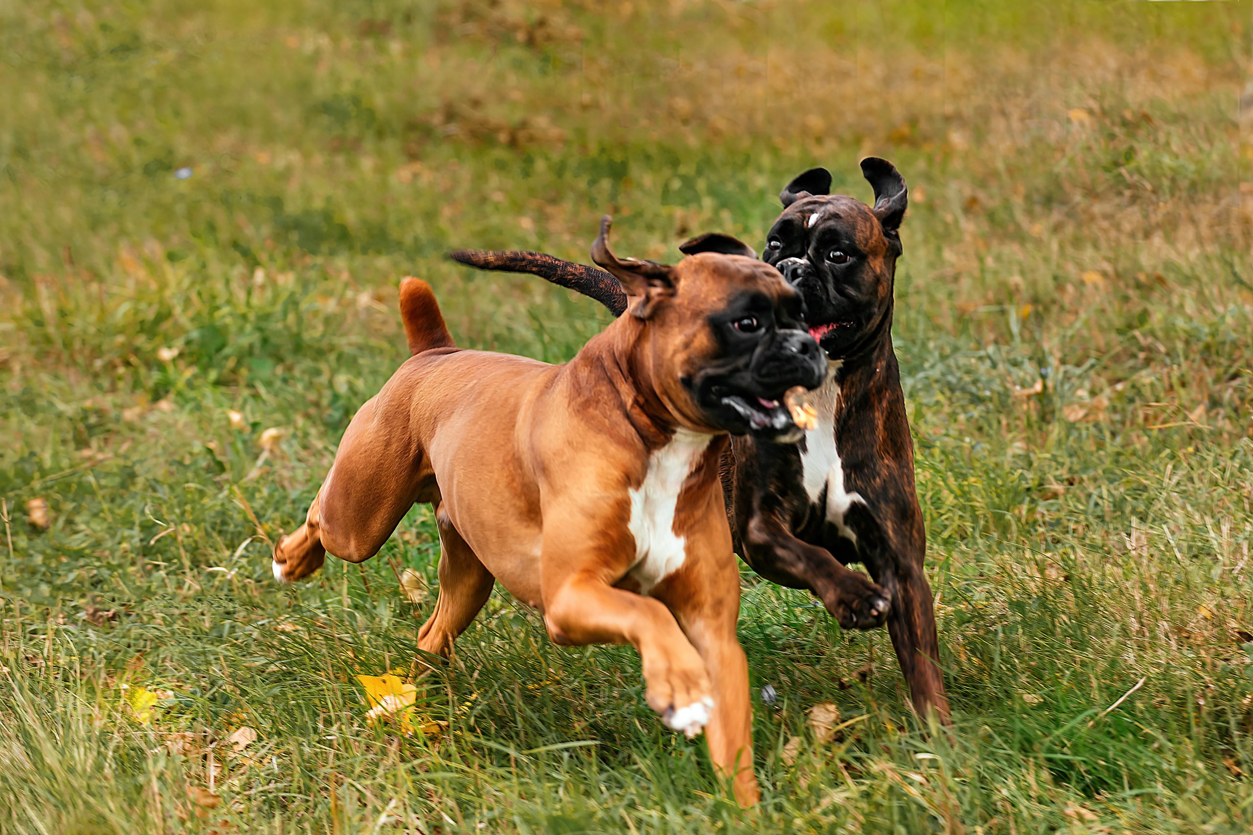 Exploring Risk Factors for Canine Lymphoma